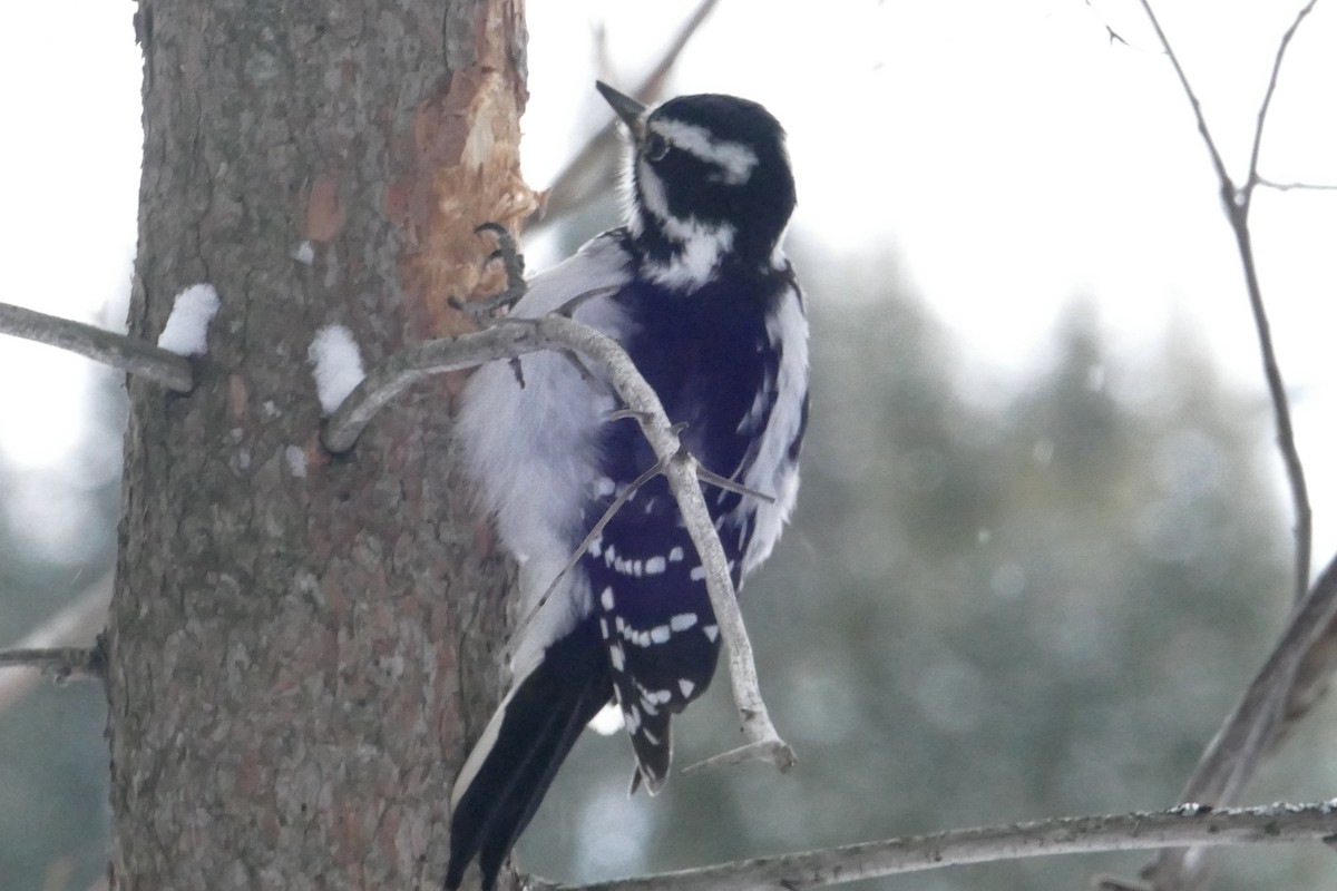 Hairy Woodpecker - ML613840719