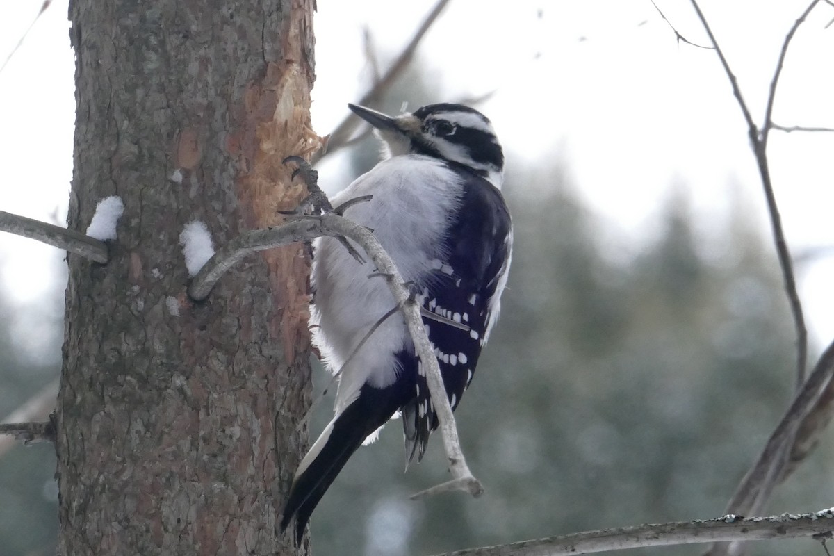 Hairy Woodpecker - ML613840720