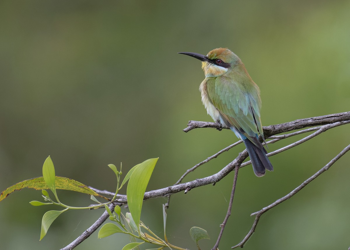 Rainbow Bee-eater - ML613840726