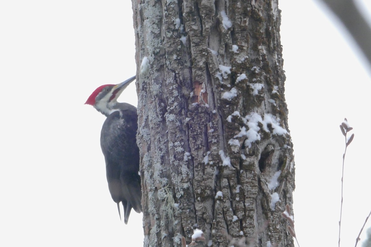 Pileated Woodpecker - ML613840736