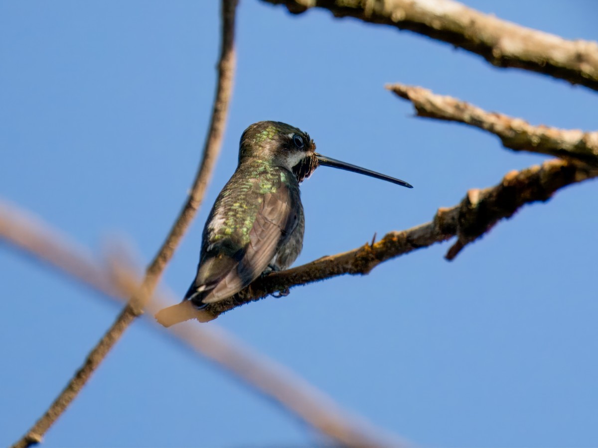 kolibřík hvězdohrdlý - ML613840746