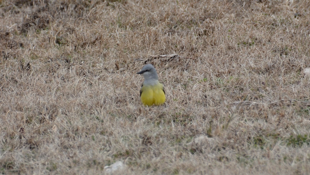 Western Kingbird - Larry Raymond