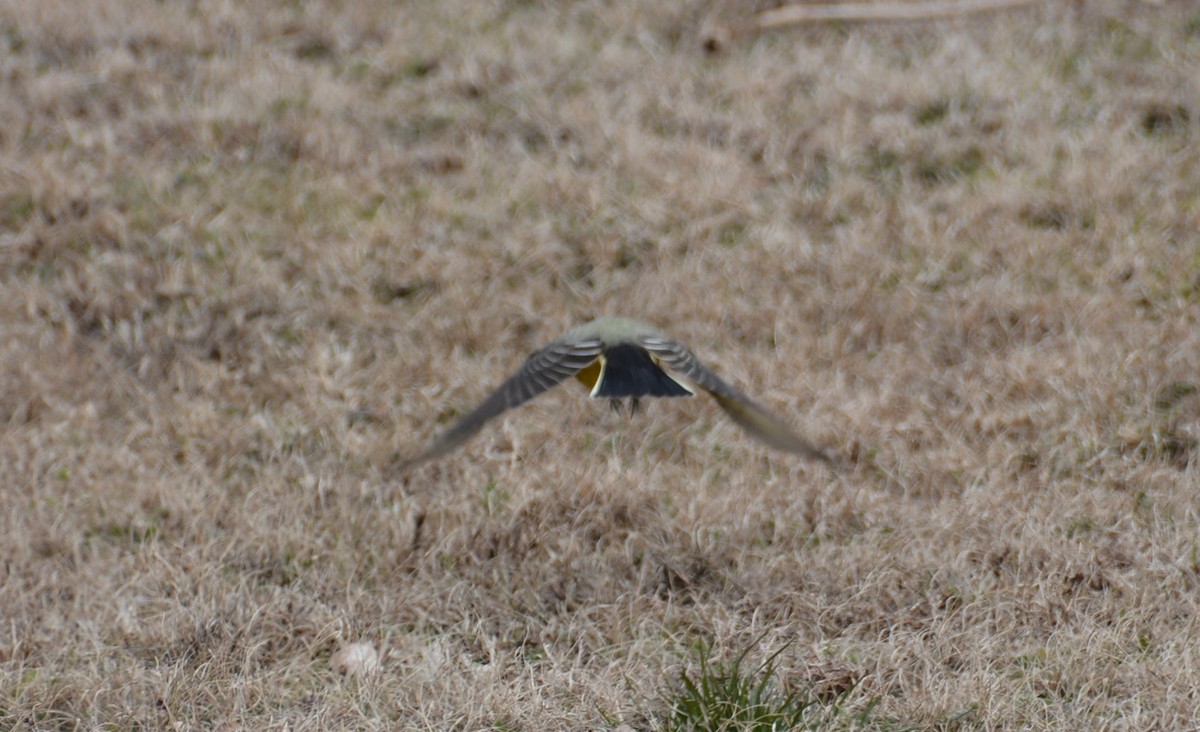 Western Kingbird - Larry Raymond