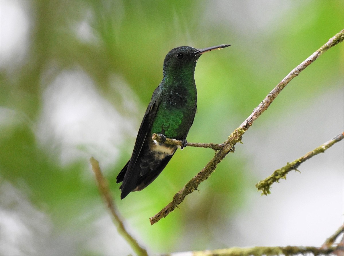 Blue-vented Hummingbird - Chris Rohrer