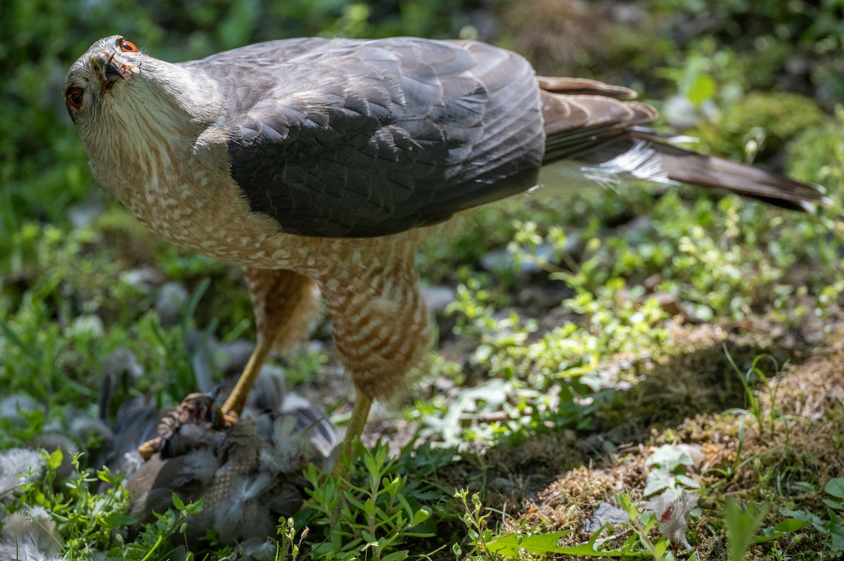 Cooper's Hawk - Matthew Sabourin