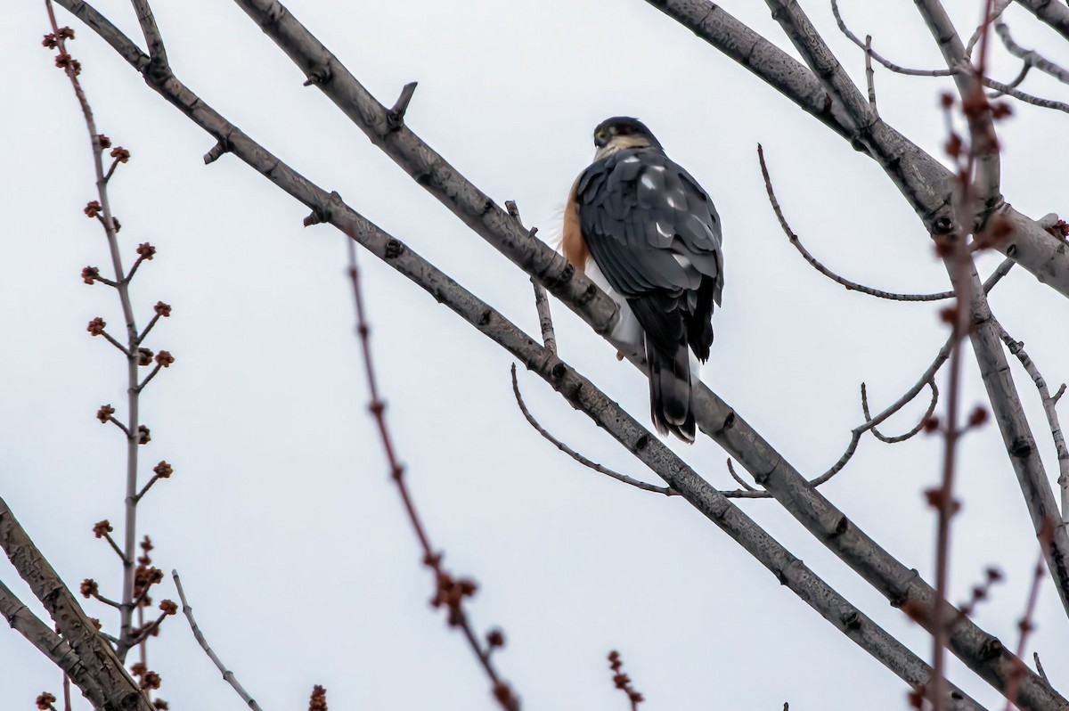 Sharp-shinned Hawk - ML613840933