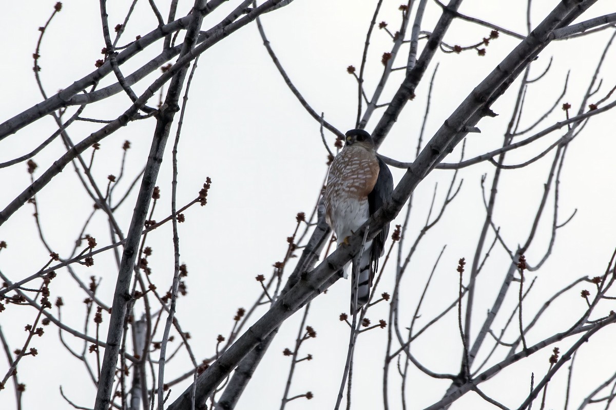 Sharp-shinned Hawk - Phil Kahler