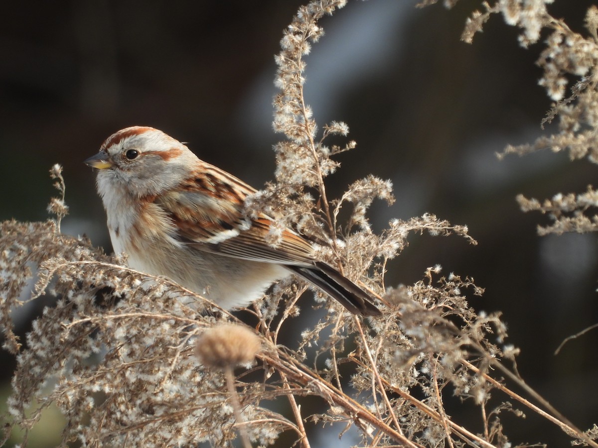 American Tree Sparrow - Tim Goodale