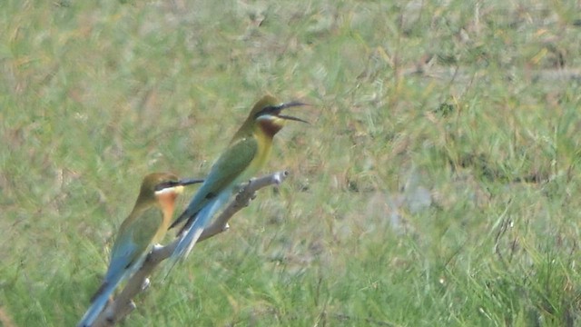 Blue-tailed Bee-eater - ML613841023