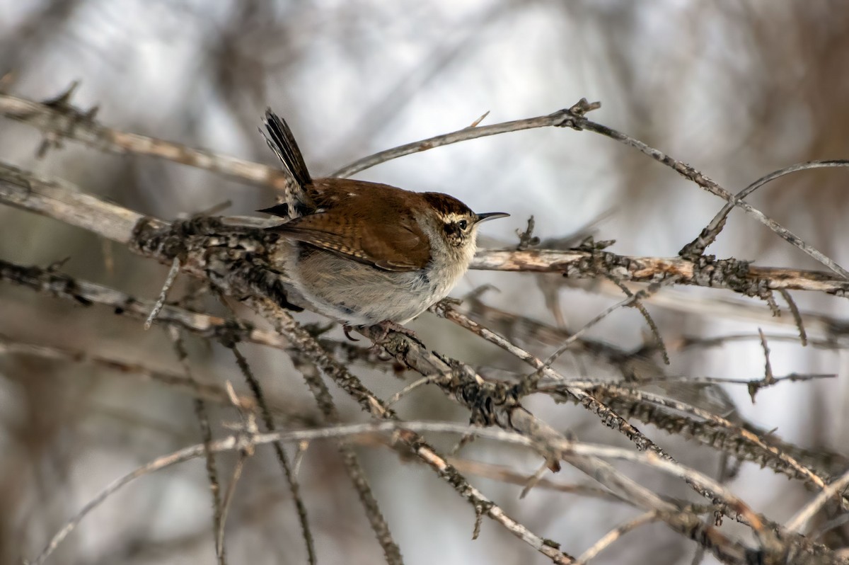 Bewick's Wren - Phil Kahler