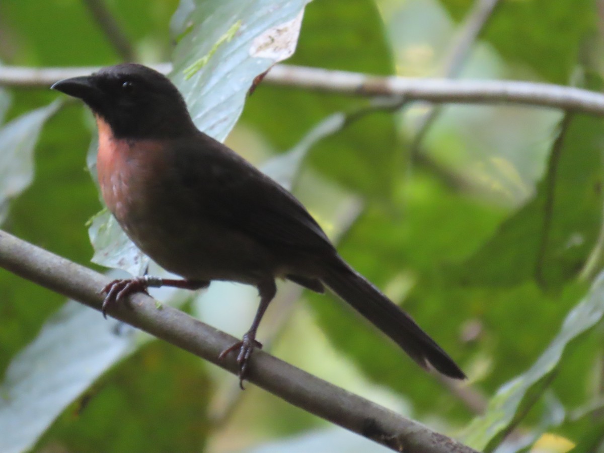 Black-cheeked Ant-Tanager - ML613841084