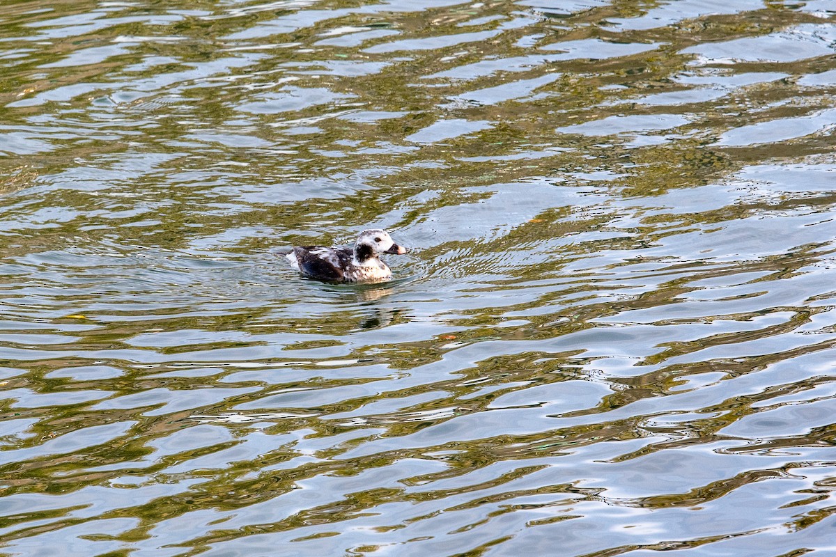 Long-tailed Duck - ML613841162