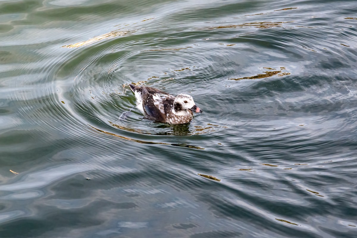 Long-tailed Duck - ML613841163