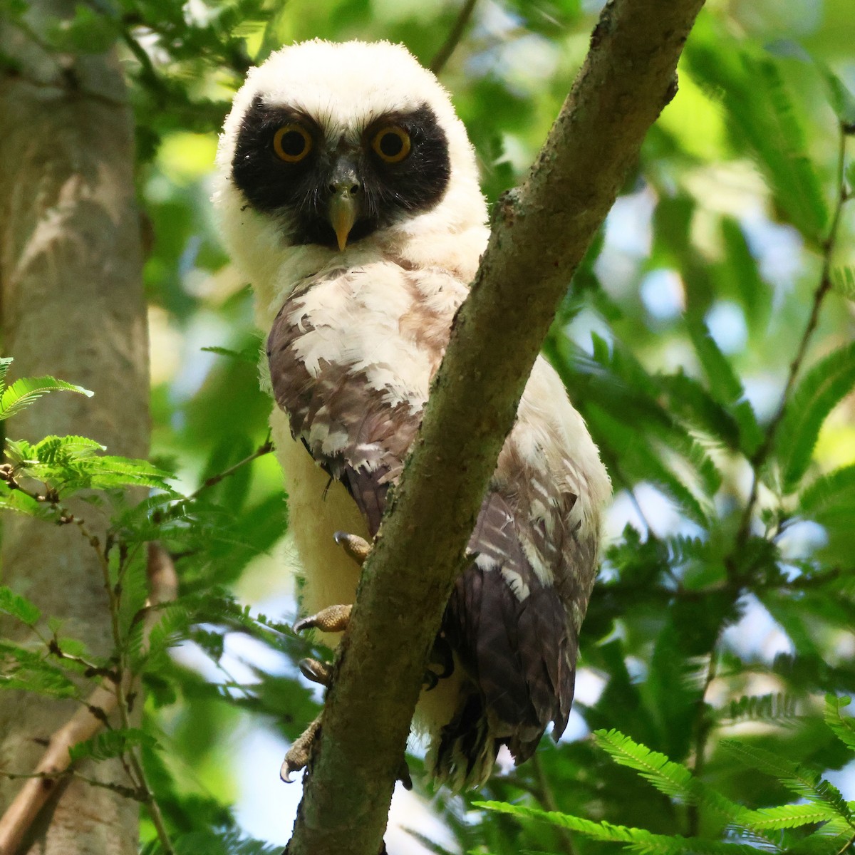 Spectacled Owl - ML613841164