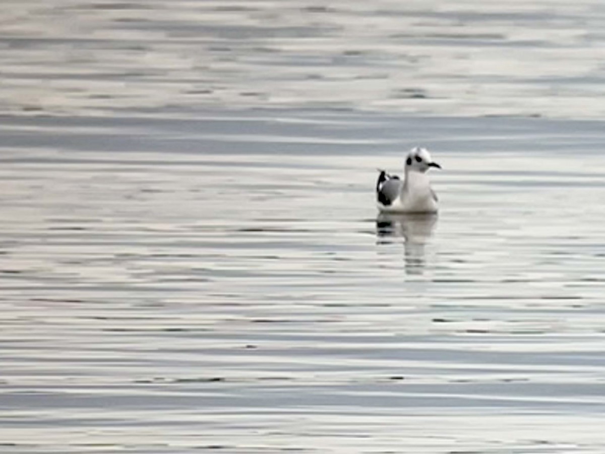 Bonaparte's Gull - Tim Rodenkirk