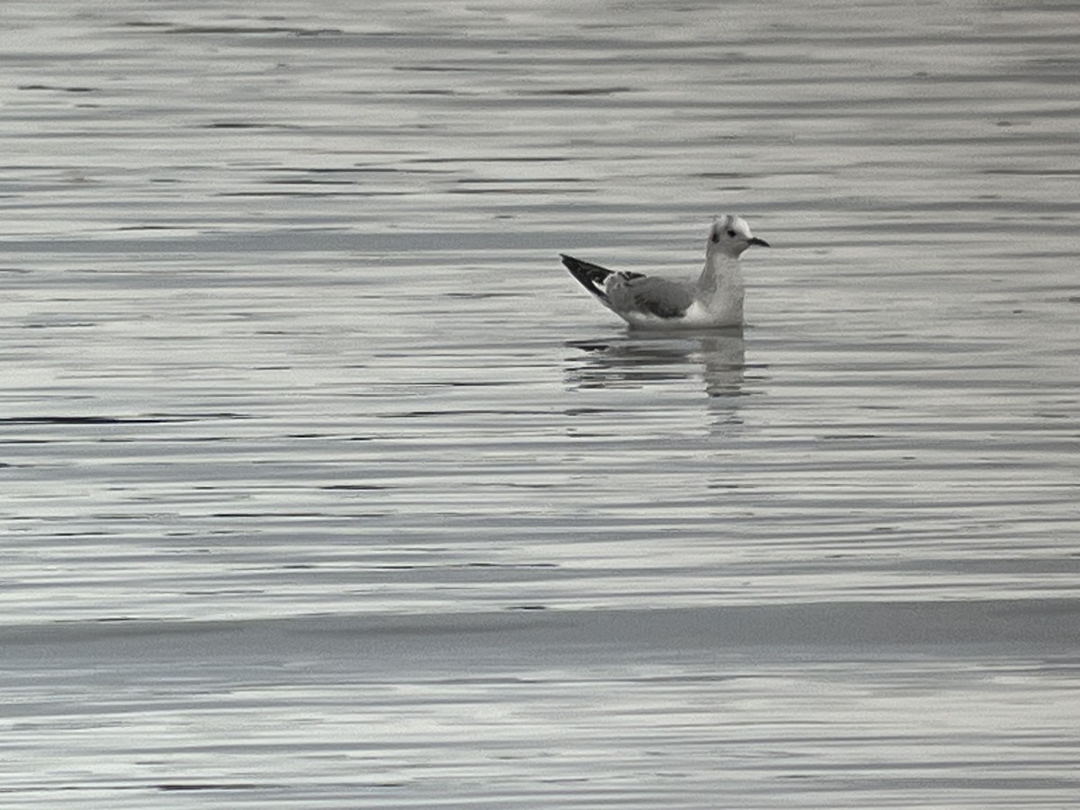 Bonaparte's Gull - ML613841179