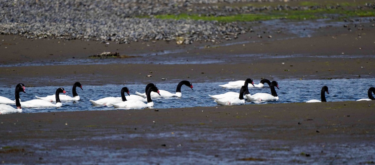 Black-necked Swan - ML613841214