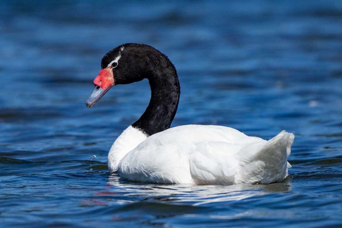 Black-necked Swan - ML613841215