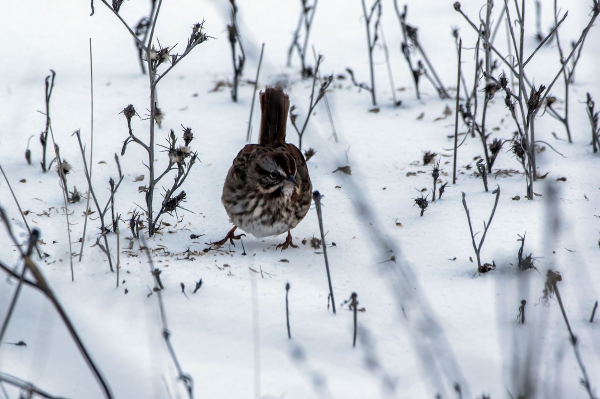 Song Sparrow - Phil Kahler