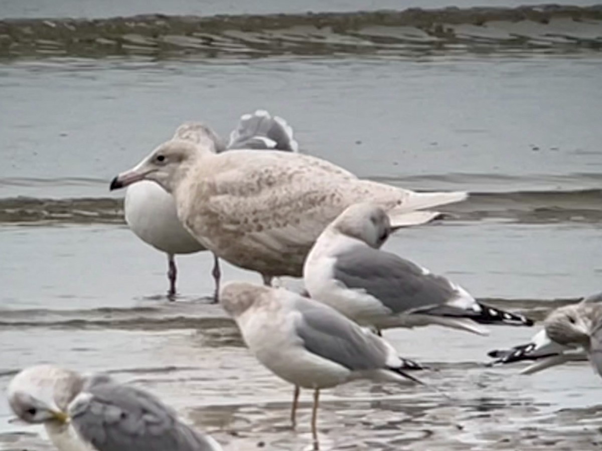 Glaucous Gull - ML613841288