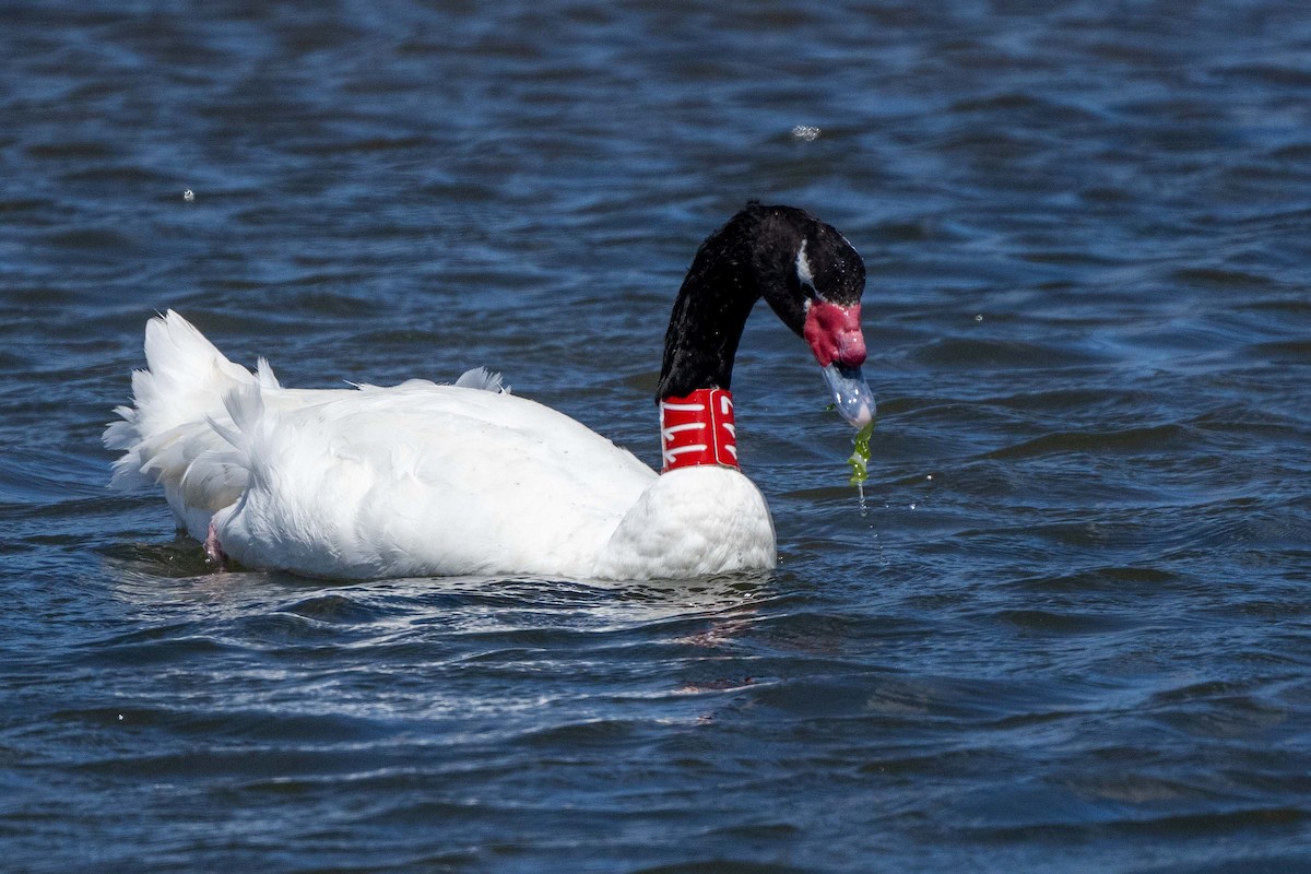 Black-necked Swan - ML613841292