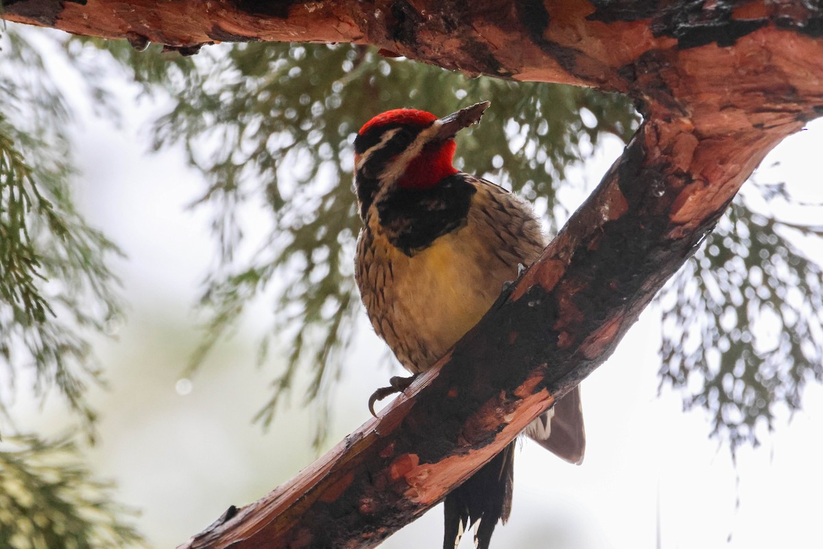 Red-naped Sapsucker - ML613841333