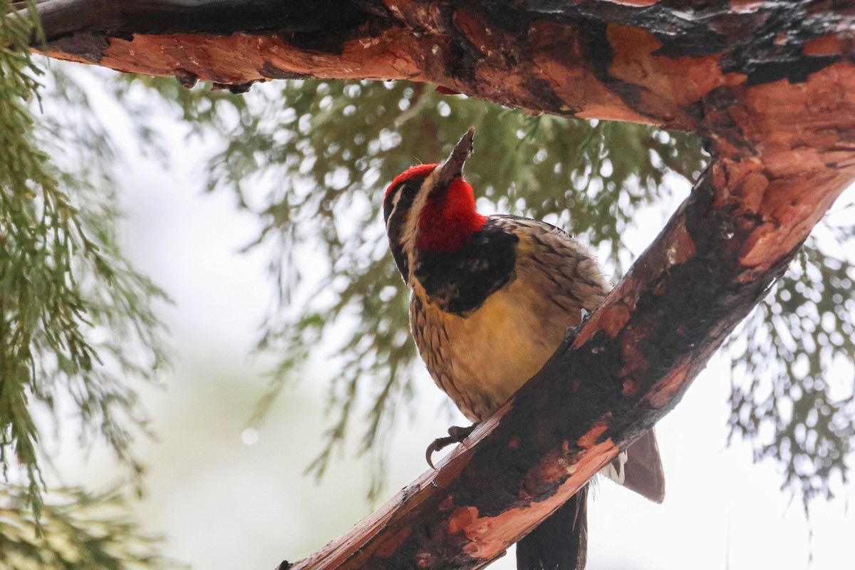 Red-naped Sapsucker - ML613841334