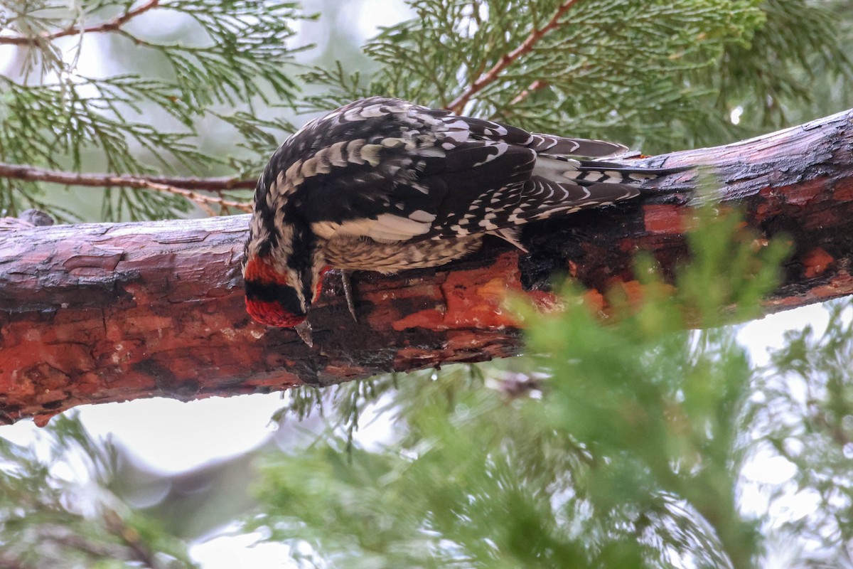 Red-naped Sapsucker - ML613841337