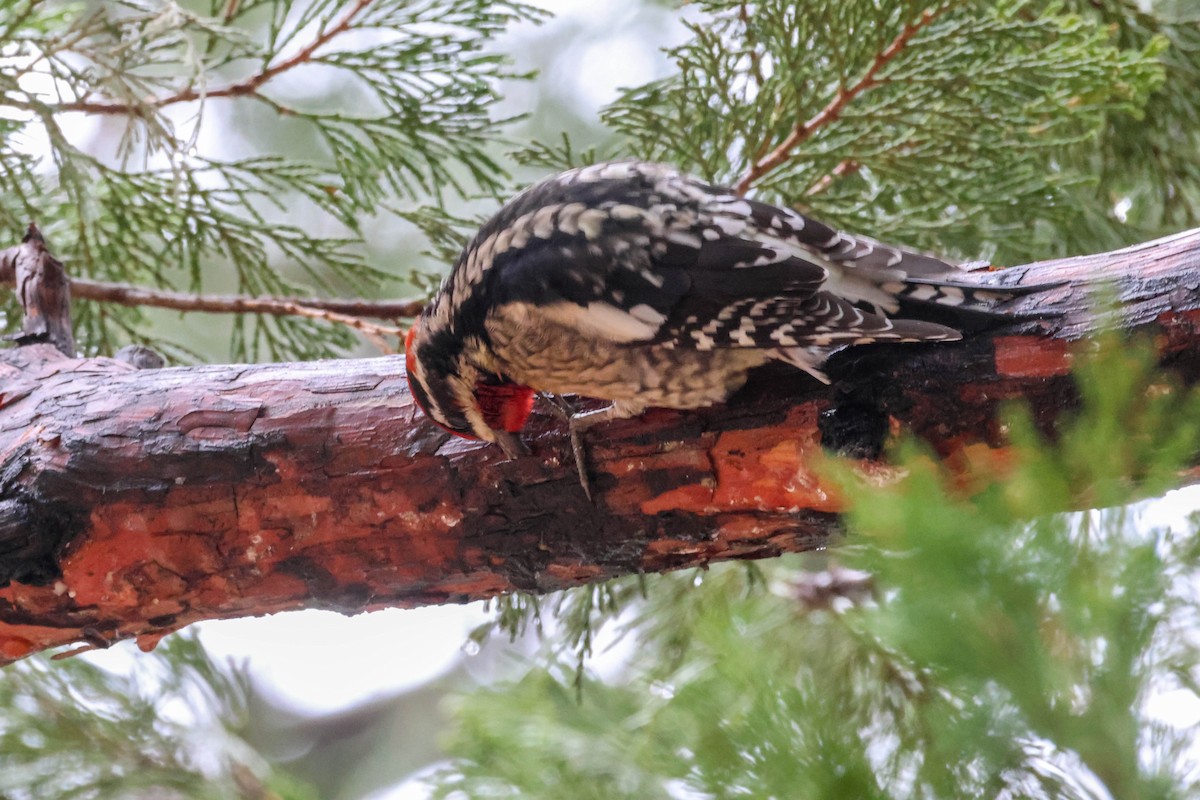 Red-naped Sapsucker - ML613841338