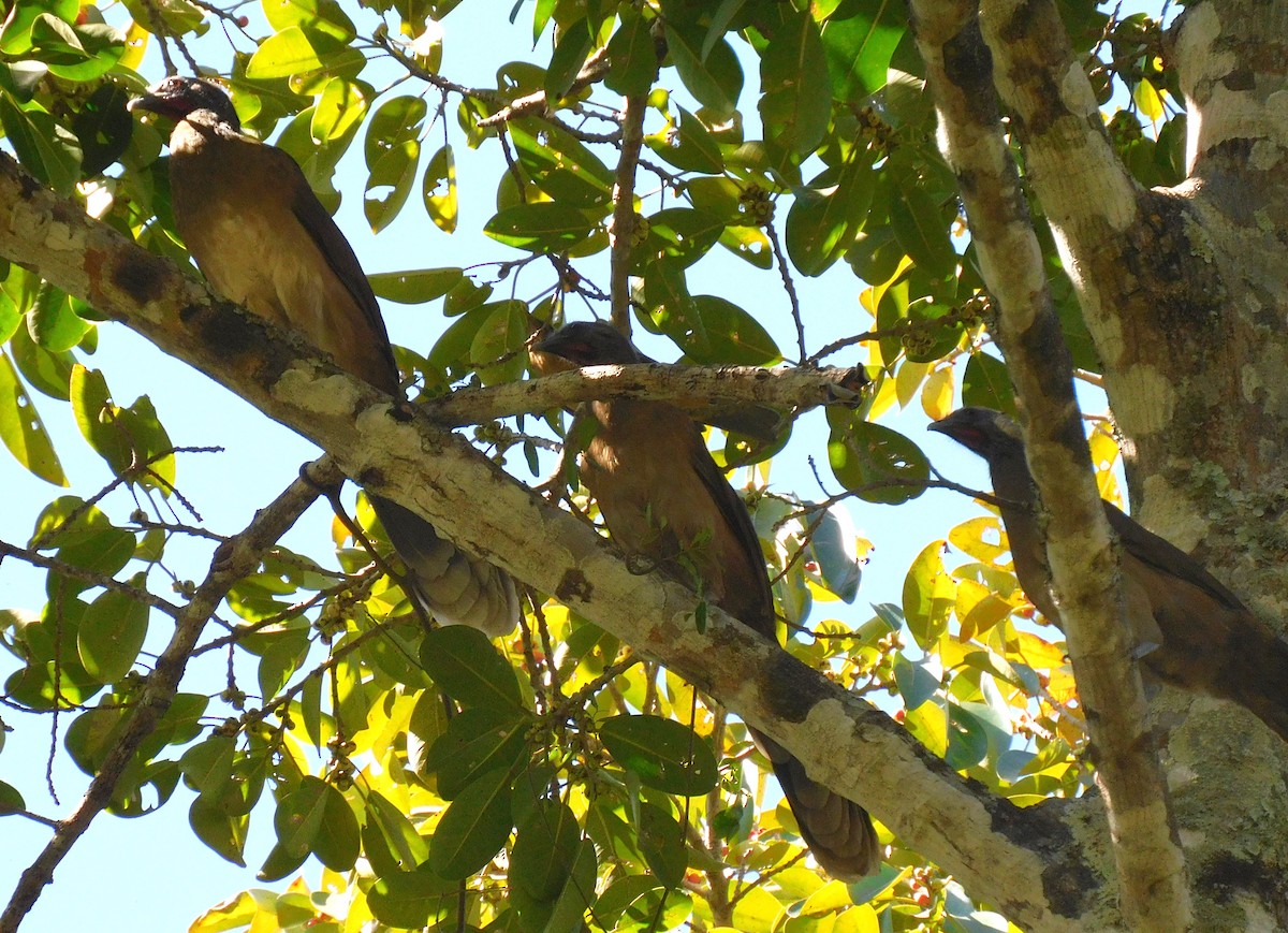 Plain Chachalaca - Luis Manuel Gómez