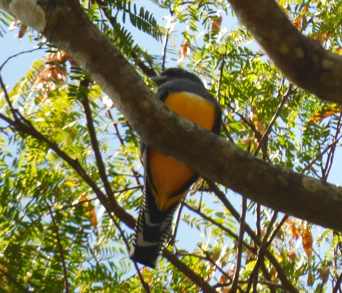 trogon podvazkový - ML613841487