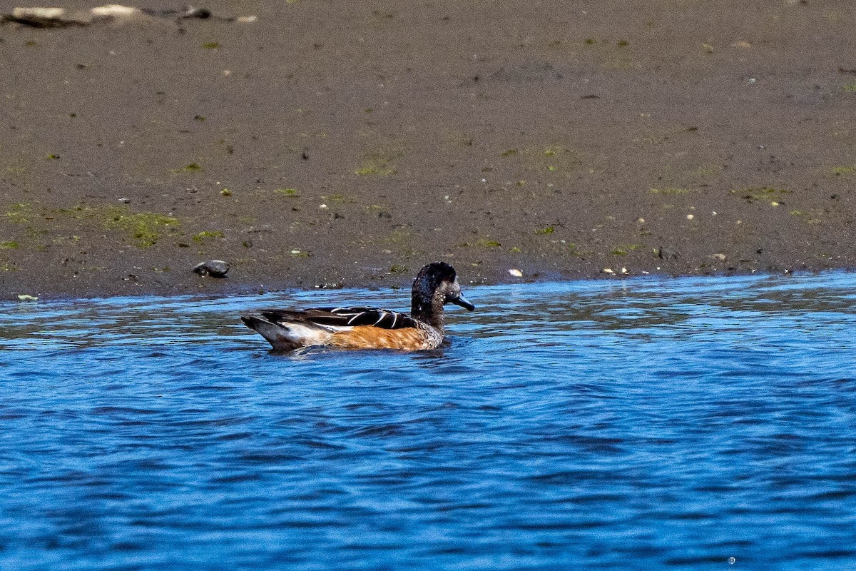 Chiloe Wigeon - ML613841543