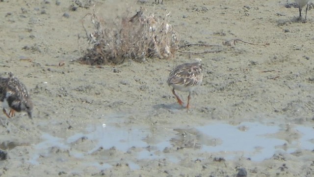 Ruddy Turnstone - ML613841579