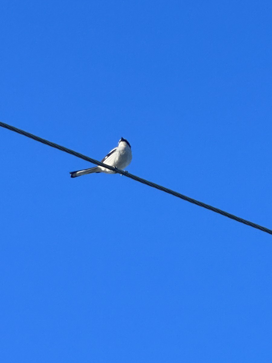 Loggerhead Shrike - ML613841587