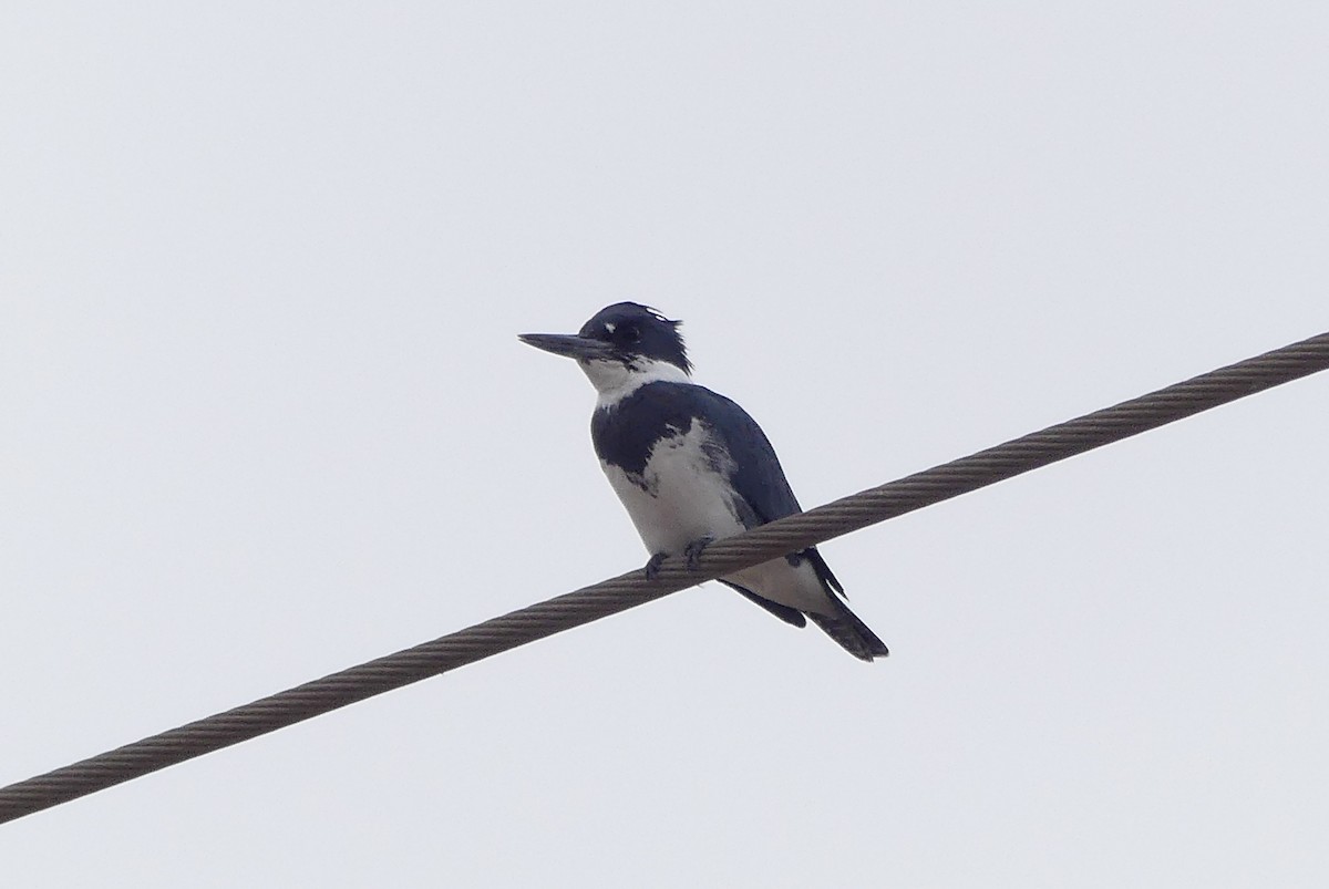 Belted Kingfisher - ML613841648