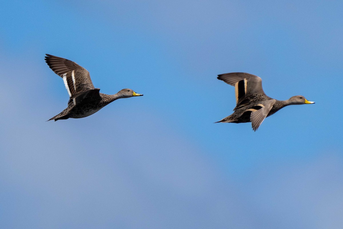 Yellow-billed Pintail - ML613841660