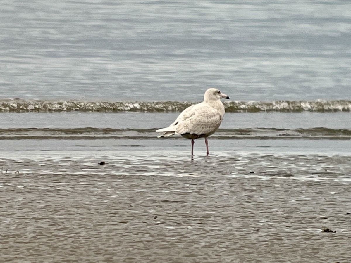 Glaucous Gull - ML613841671