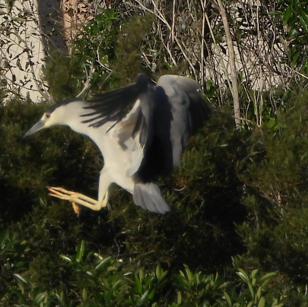 Black-crowned Night Heron - ML613841777