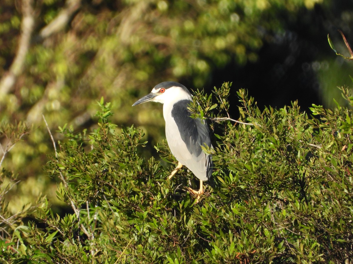 Black-crowned Night Heron - ML613841788