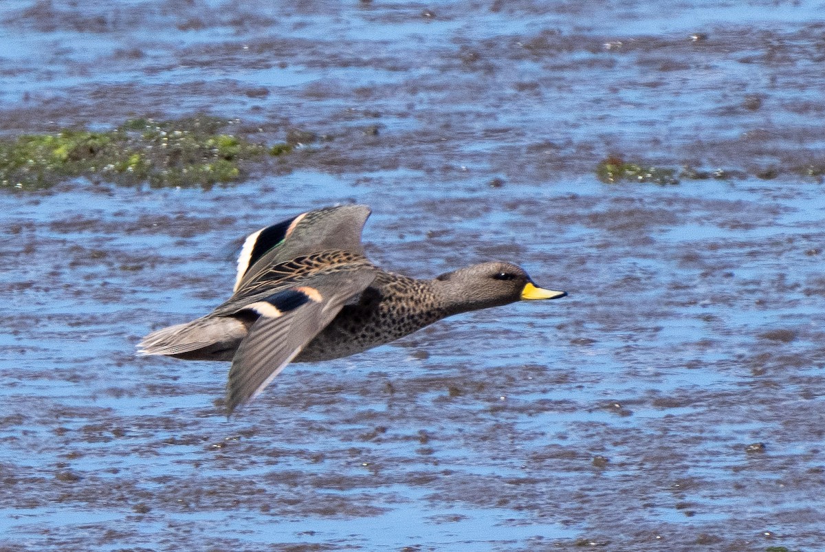 Yellow-billed Teal - ML613841815