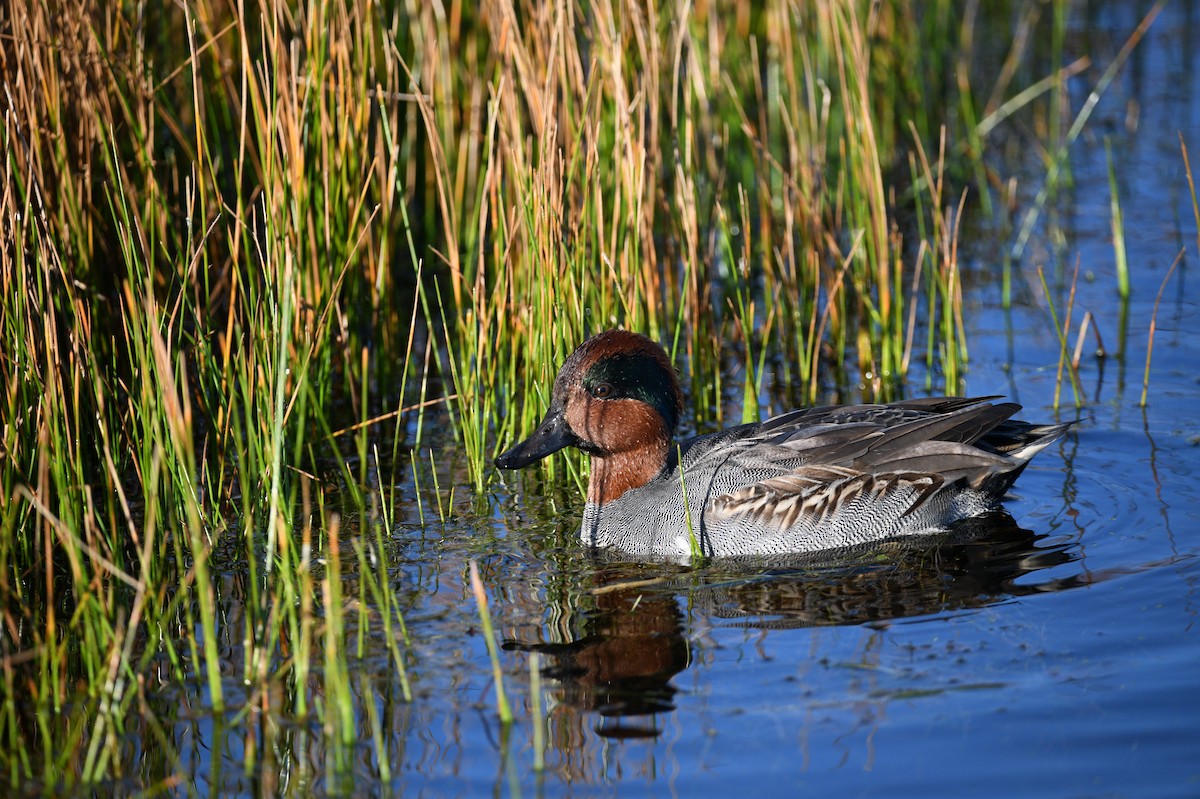 Green-winged Teal - ML613841823