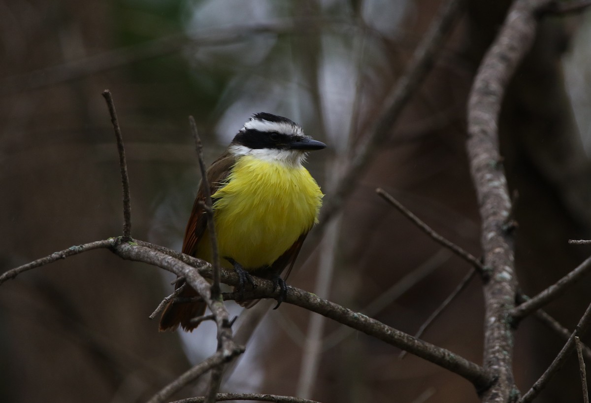 Great Kiskadee - Kendall Watkins