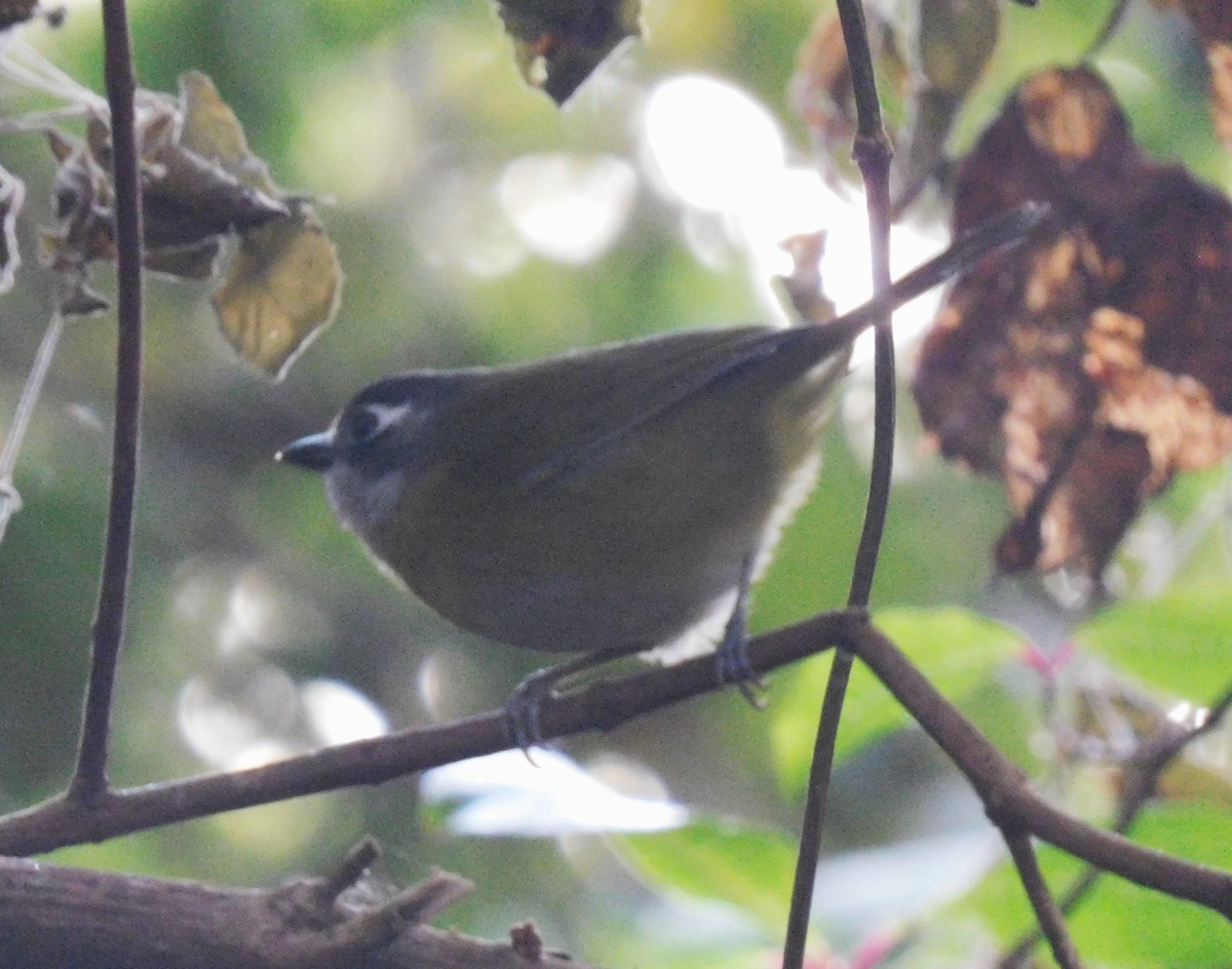 Common Chlorospingus - Luis Manuel Gómez