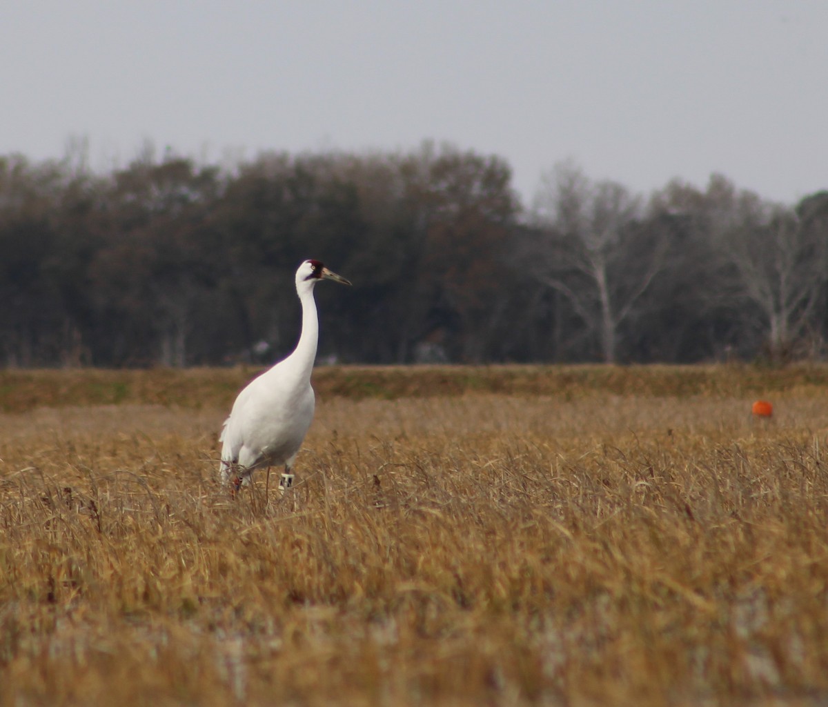 Whooping Crane - ML613841905