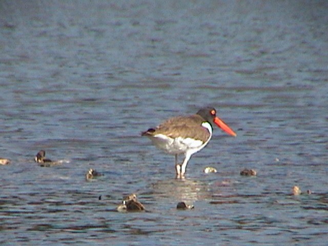 American Oystercatcher - ML613841910