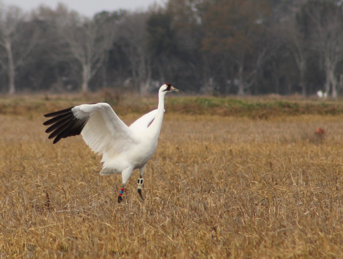 Whooping Crane - ML613841911