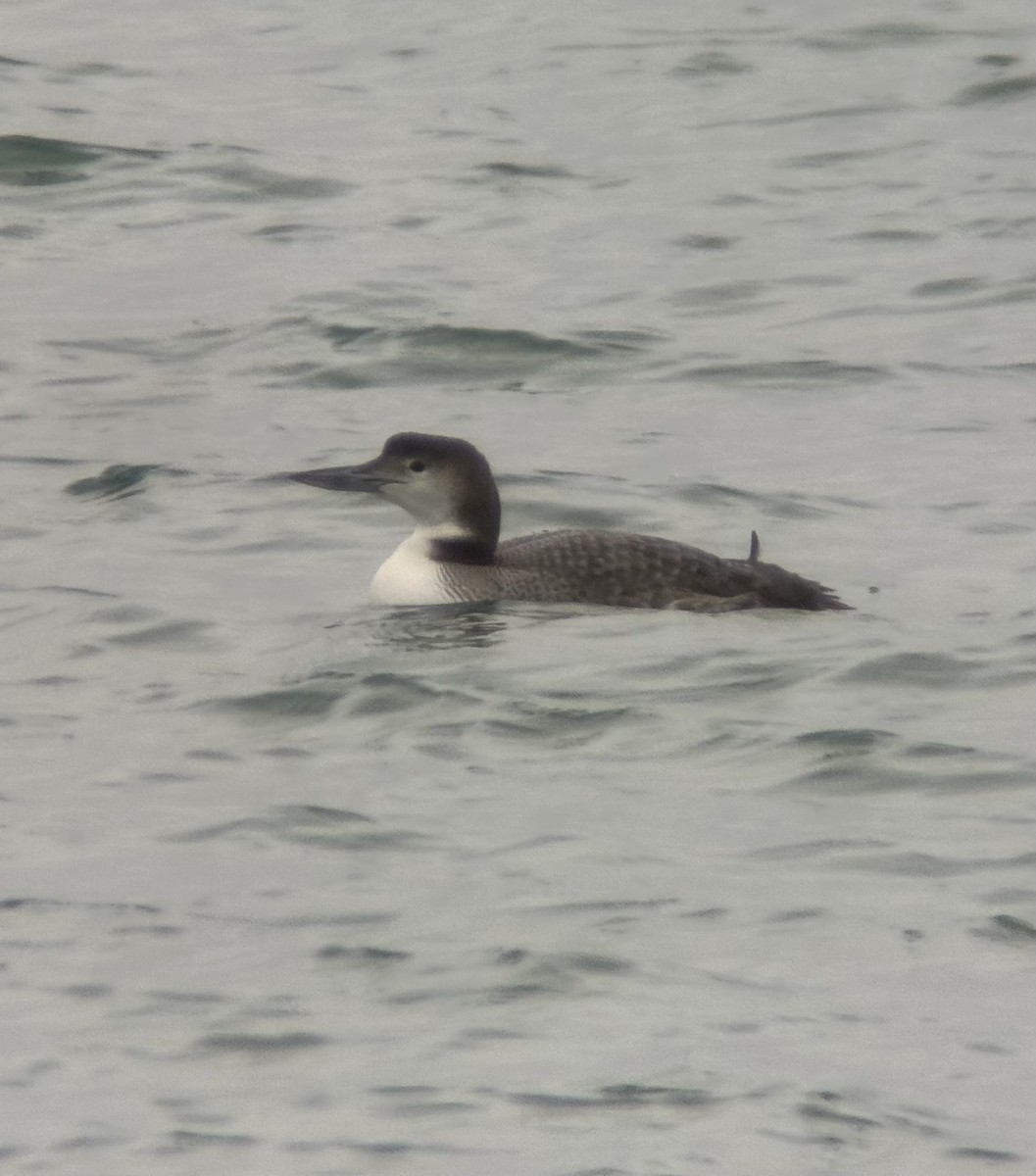 Common Loon - ML613841960