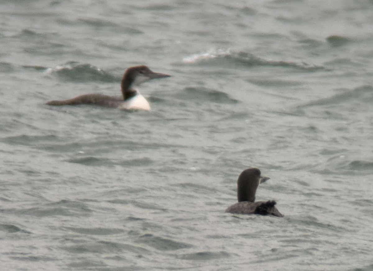 Common Loon - ML613841961