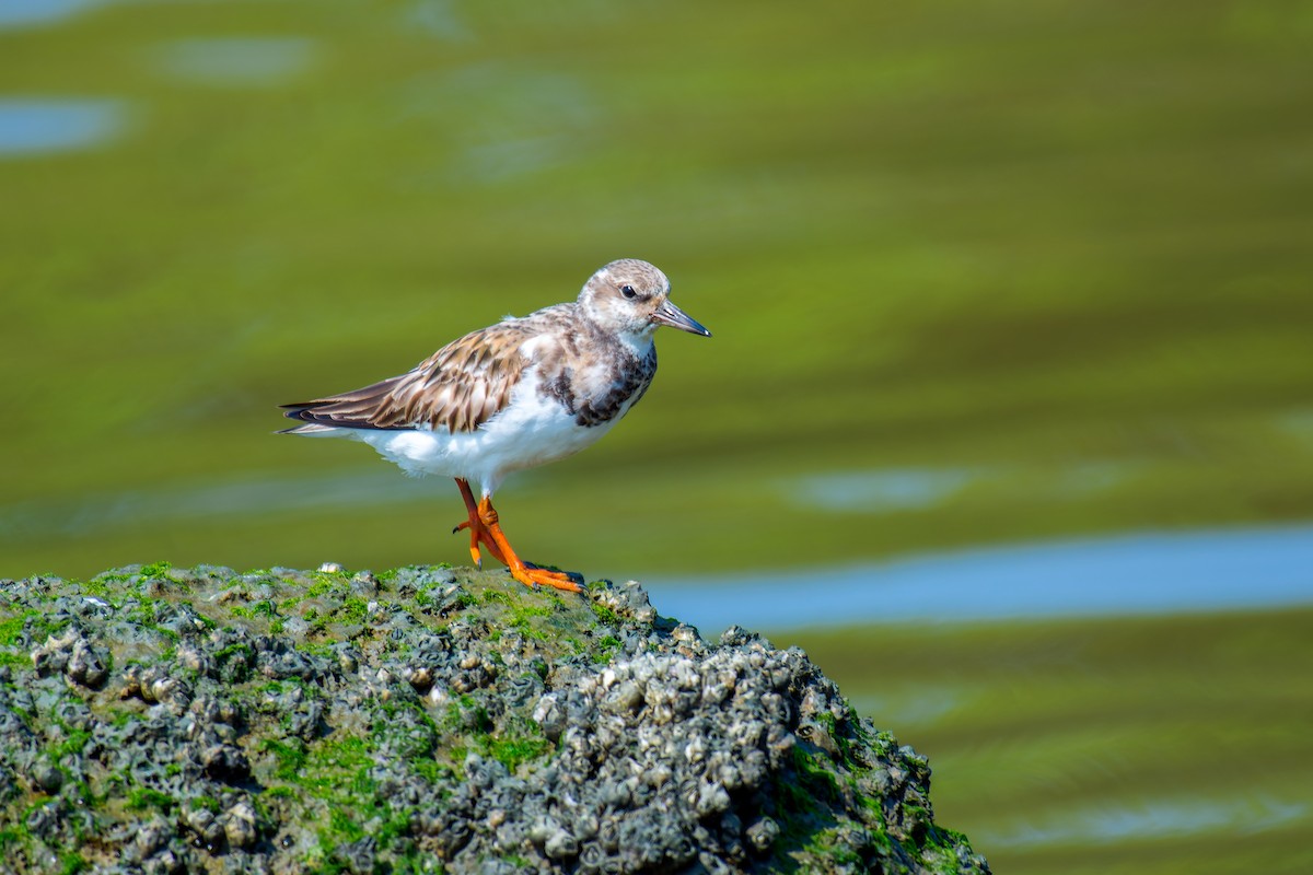 Ruddy Turnstone - ML613841976