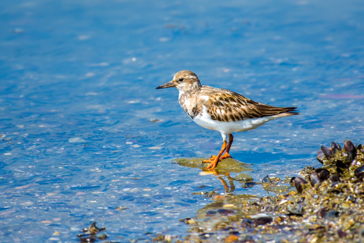 Ruddy Turnstone - ML613841981